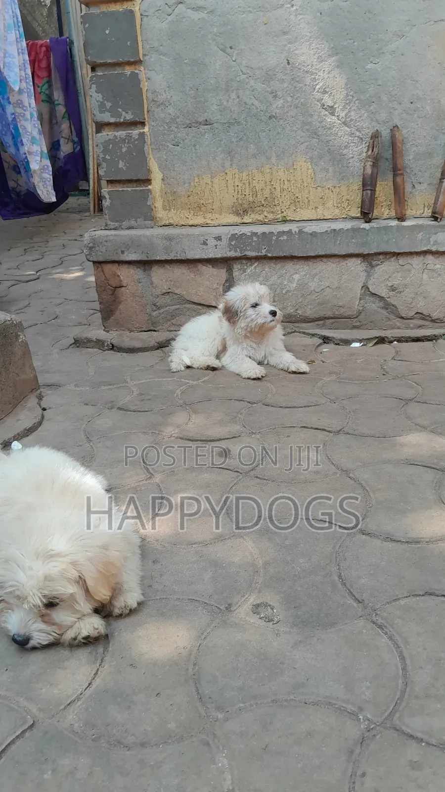 1-3 months Female Purebred Maltese