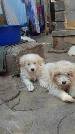 1-3 months Female Purebred Maltese