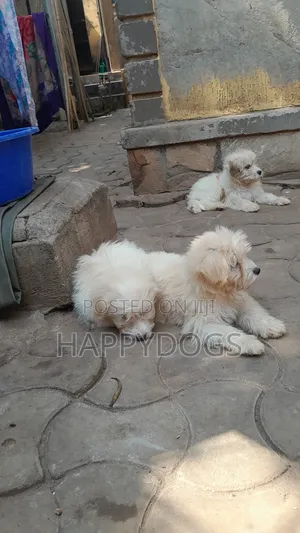 Photo - 1-3 months Female Purebred Maltese