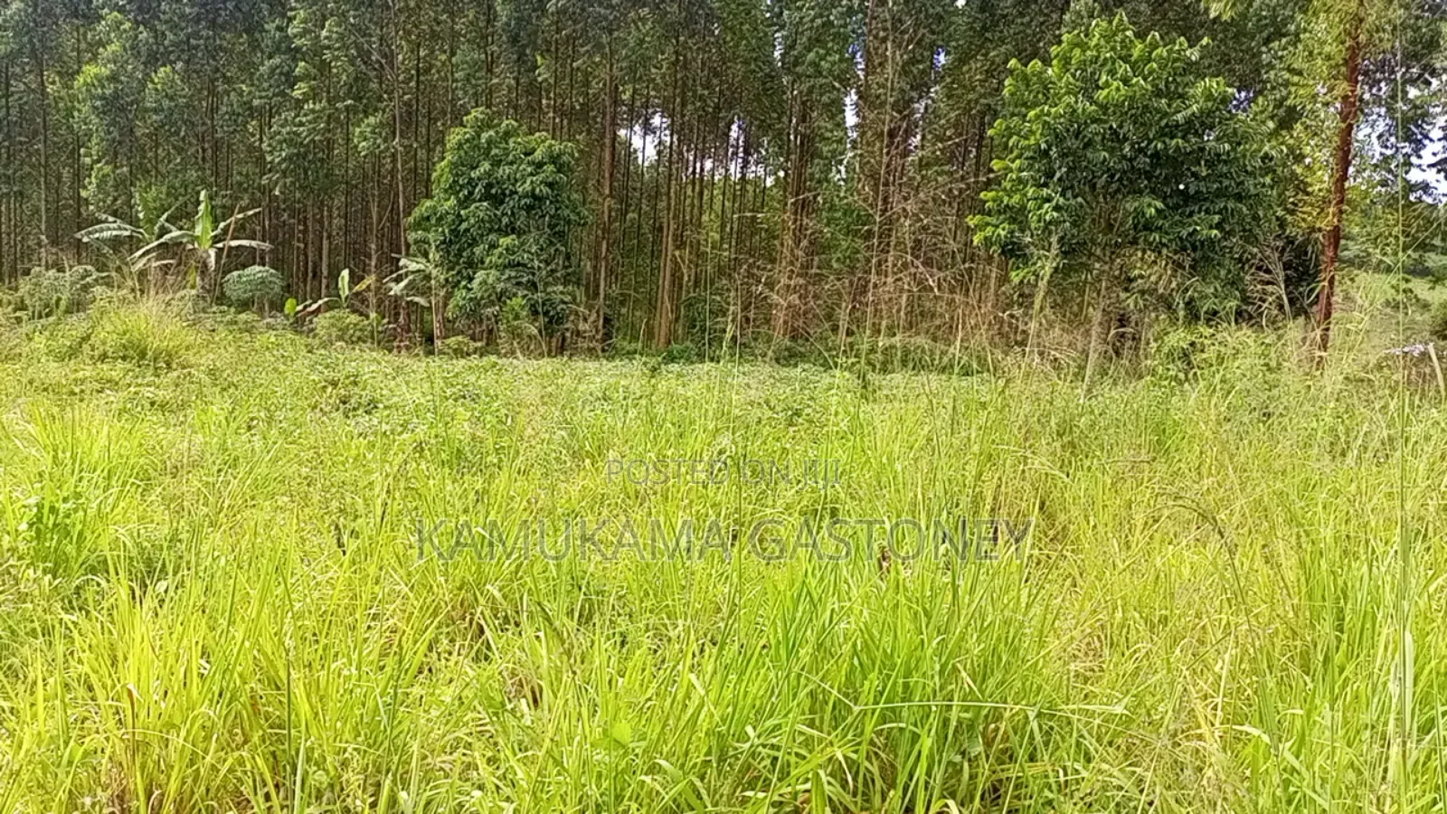 Plot of Land #Kyibanja 50x100