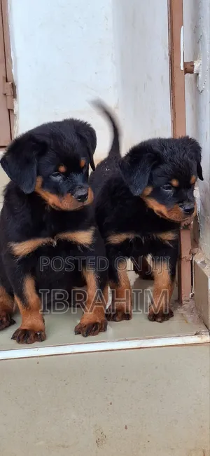 1-3 months Male Purebred Rottweiler