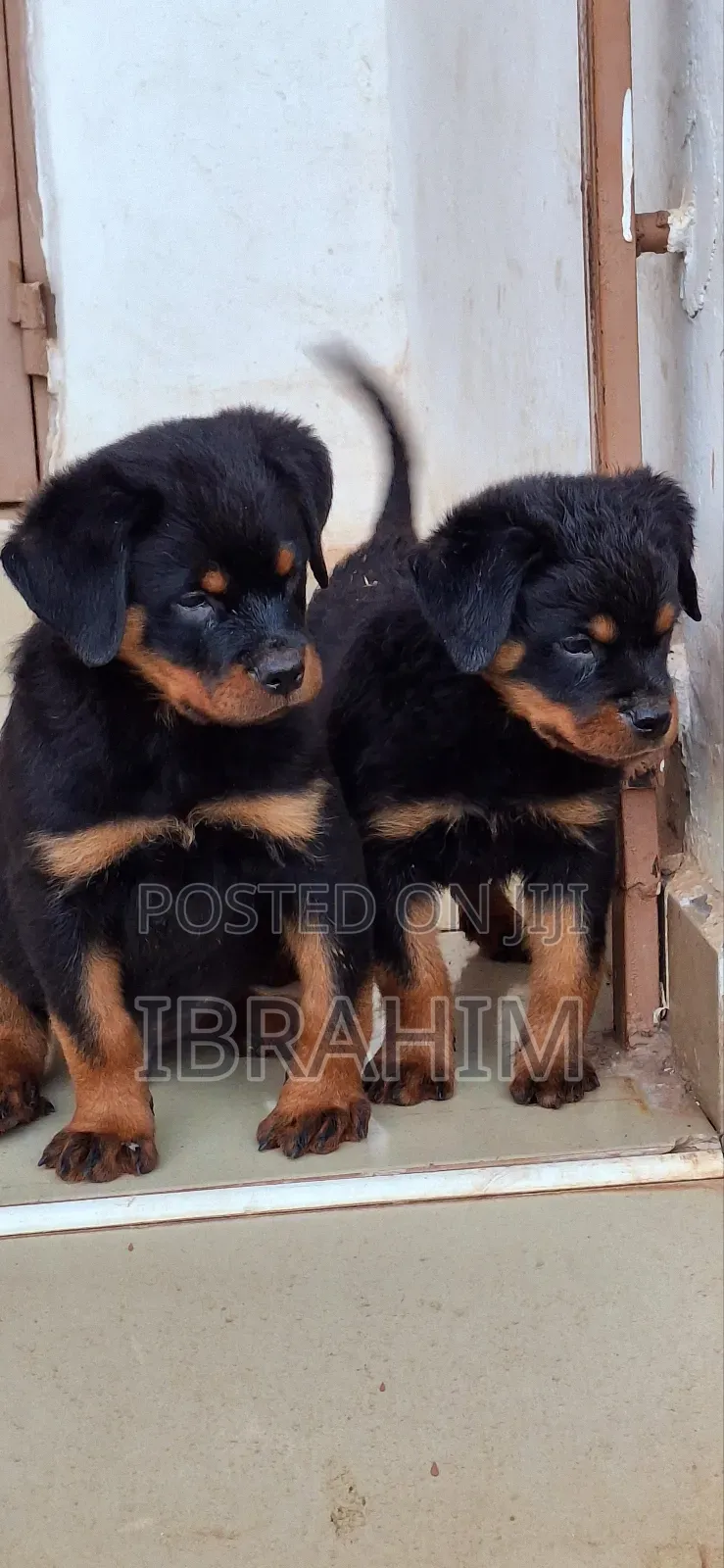 1-3 months Male Purebred Rottweiler