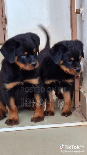 1-3 months Male Purebred Rottweiler