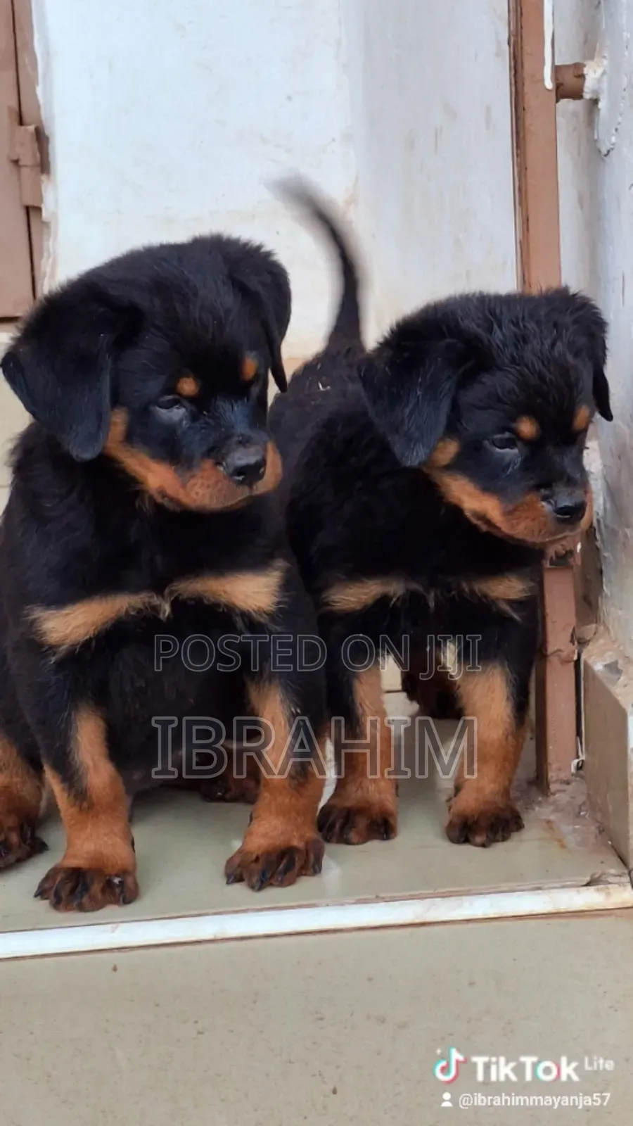 1-3 months Male Purebred Rottweiler