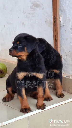 1-3 months Male Purebred Rottweiler