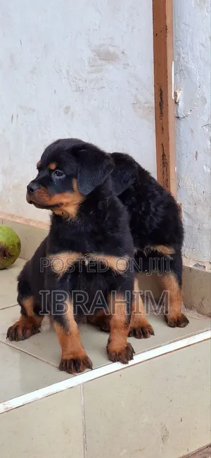 1-3 months Male Purebred Rottweiler