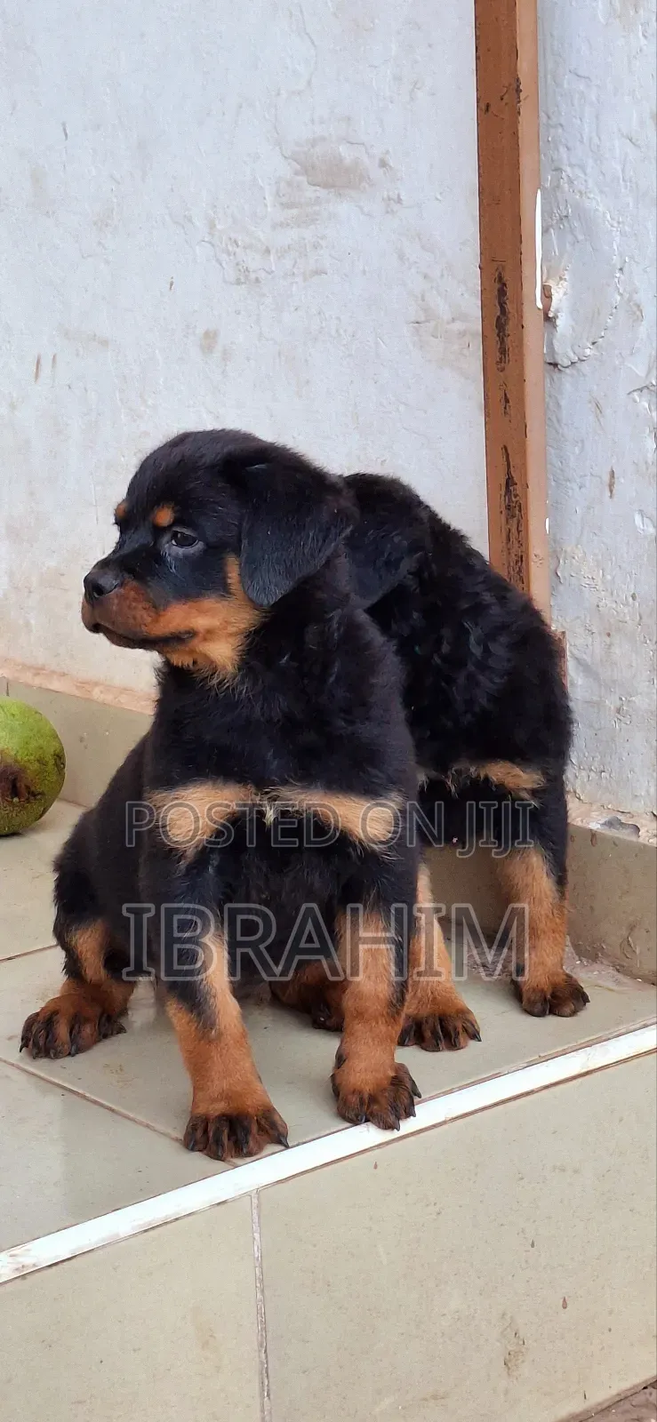 1-3 months Male Purebred Rottweiler