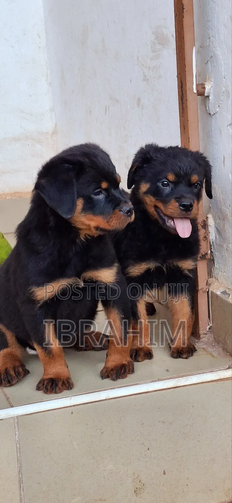 1-3 months Male Purebred Rottweiler