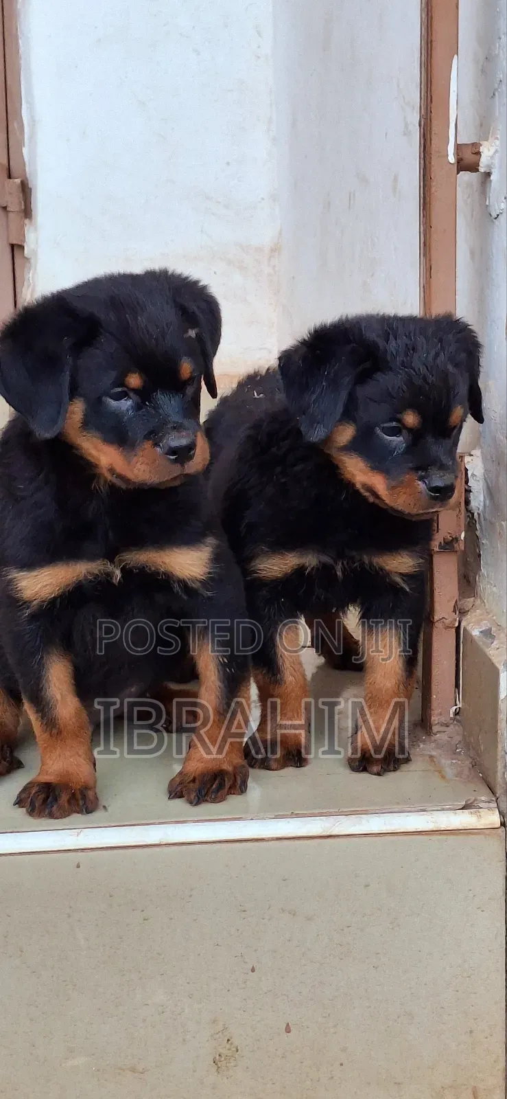 1-3 months Male Purebred Rottweiler
