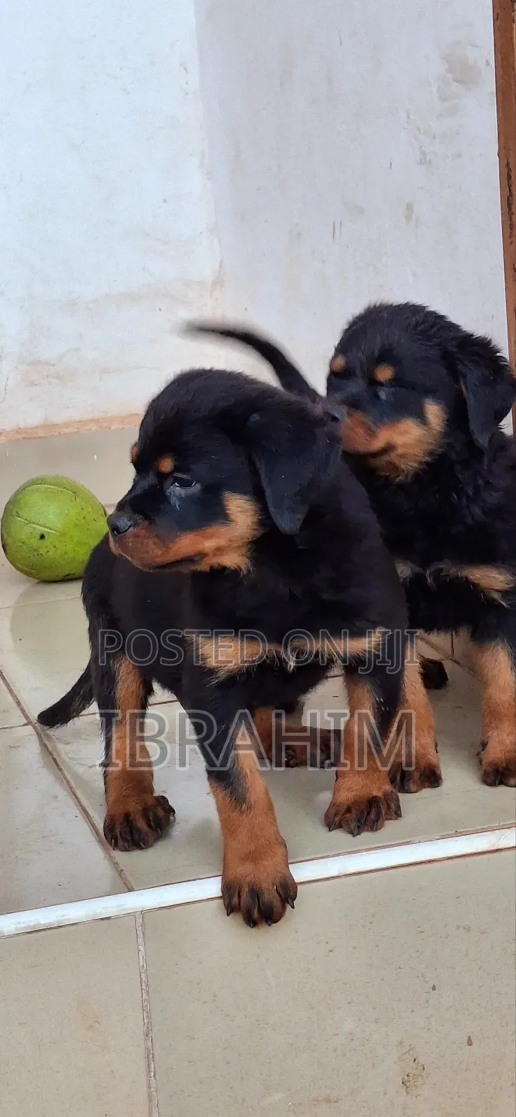 1-3 months Male Purebred Rottweiler