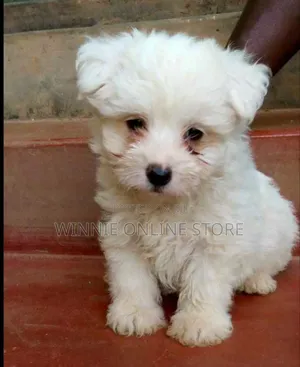 Photo - 1-3 months Female Purebred Maltese