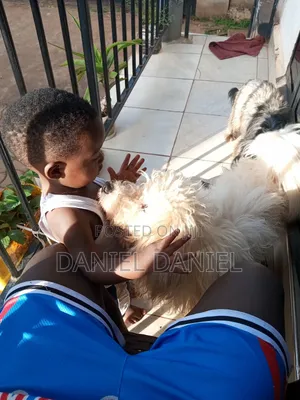 Photo - 6-12 months Male Purebred Maltese