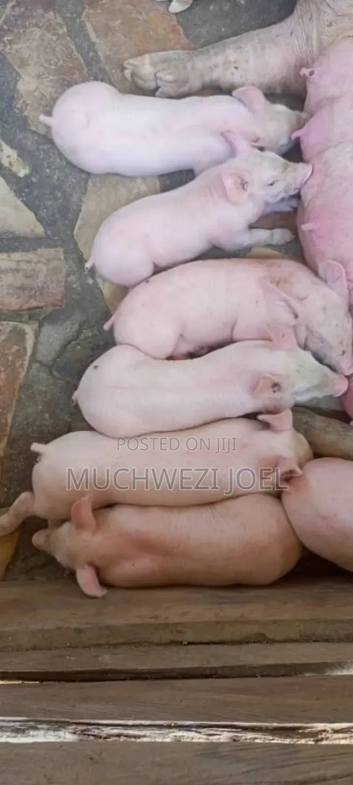 Piglets on Market