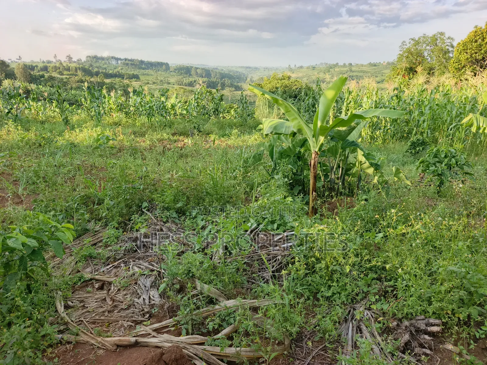 Agricultural Land on Sale