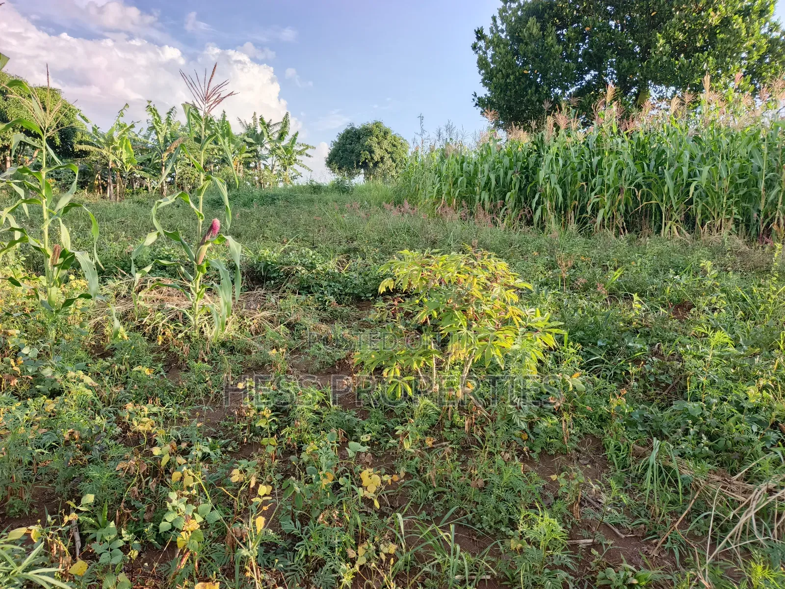 Agricultural Land on Sale