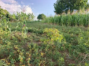 Agricultural Land on Sale