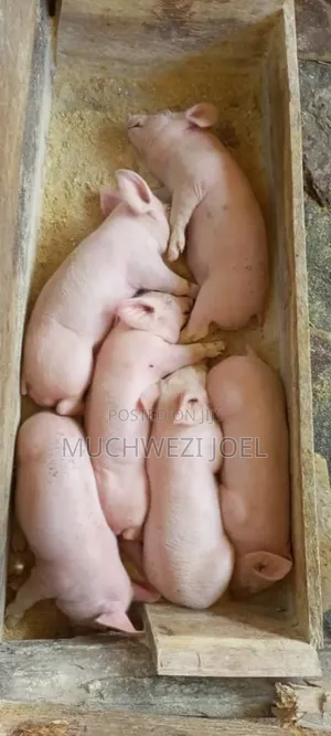 Photo - Piglets on Market