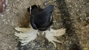 Reverse Wing Pouter Male