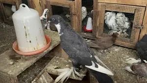 Reverse Wing Pouter Male
