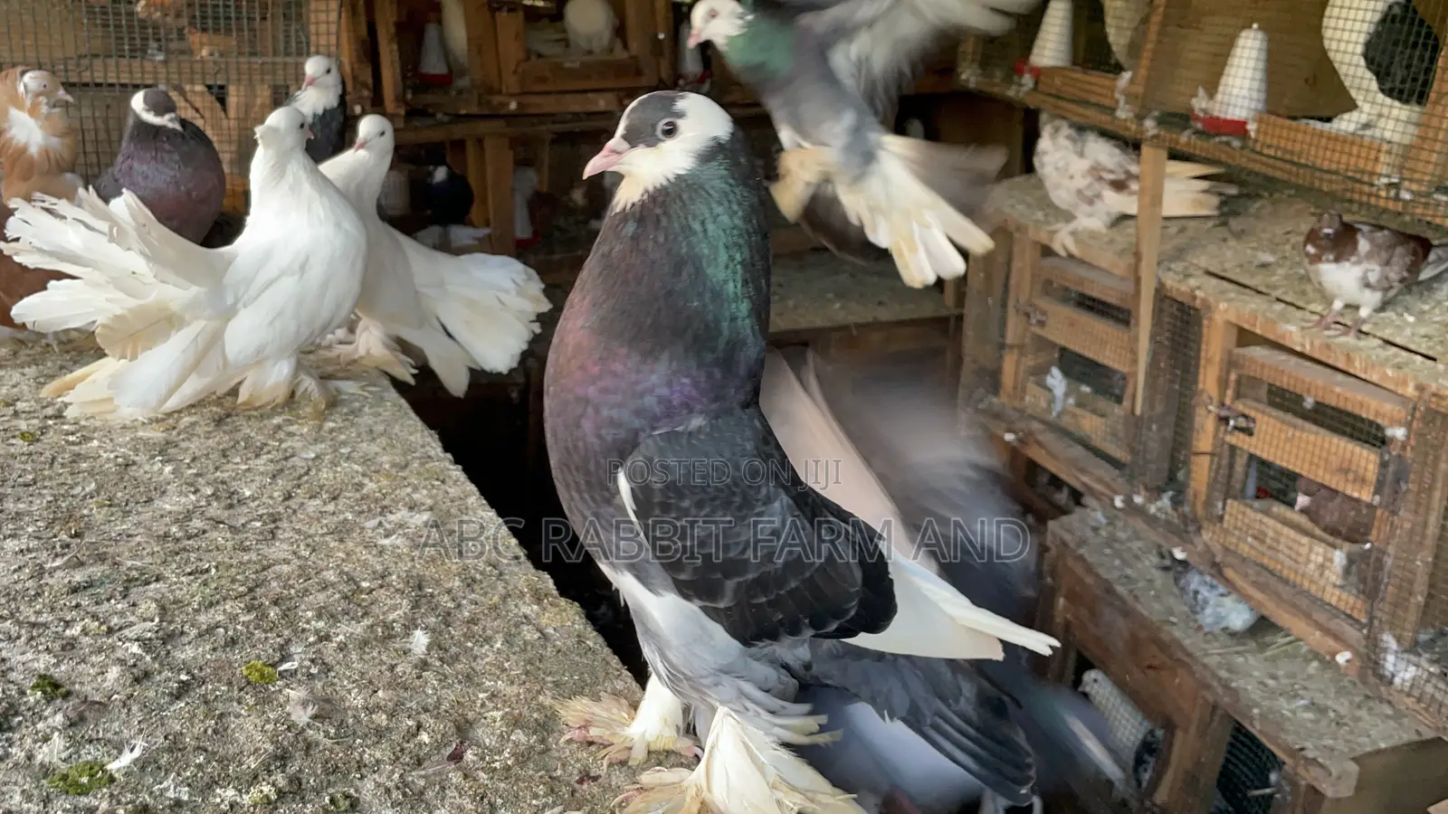 Reverse Wing Pouter Male