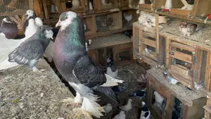 Photo - Reverse Wing Pouter Male