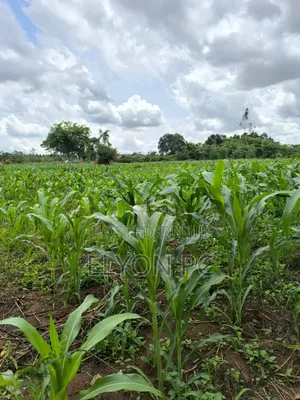 Kyakwanzi 6 Square Mailos on Lease Each Acre at 6m