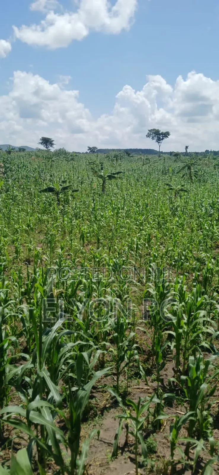 Kyakwanzi 6 Square Mailos on Lease Each Acre at 6m