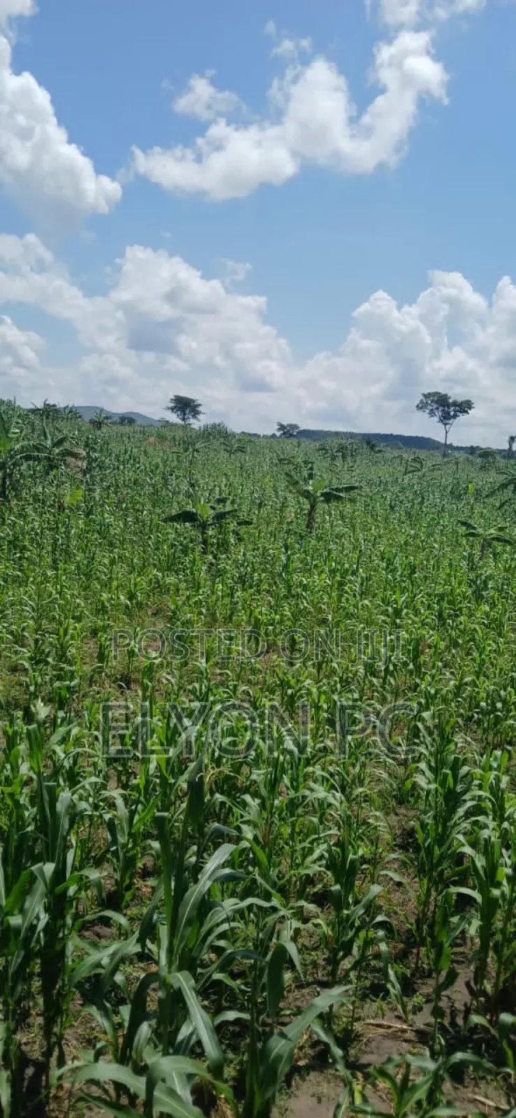 Kyakwanzi 6 Square Mailos on Lease Each Acre at 6m