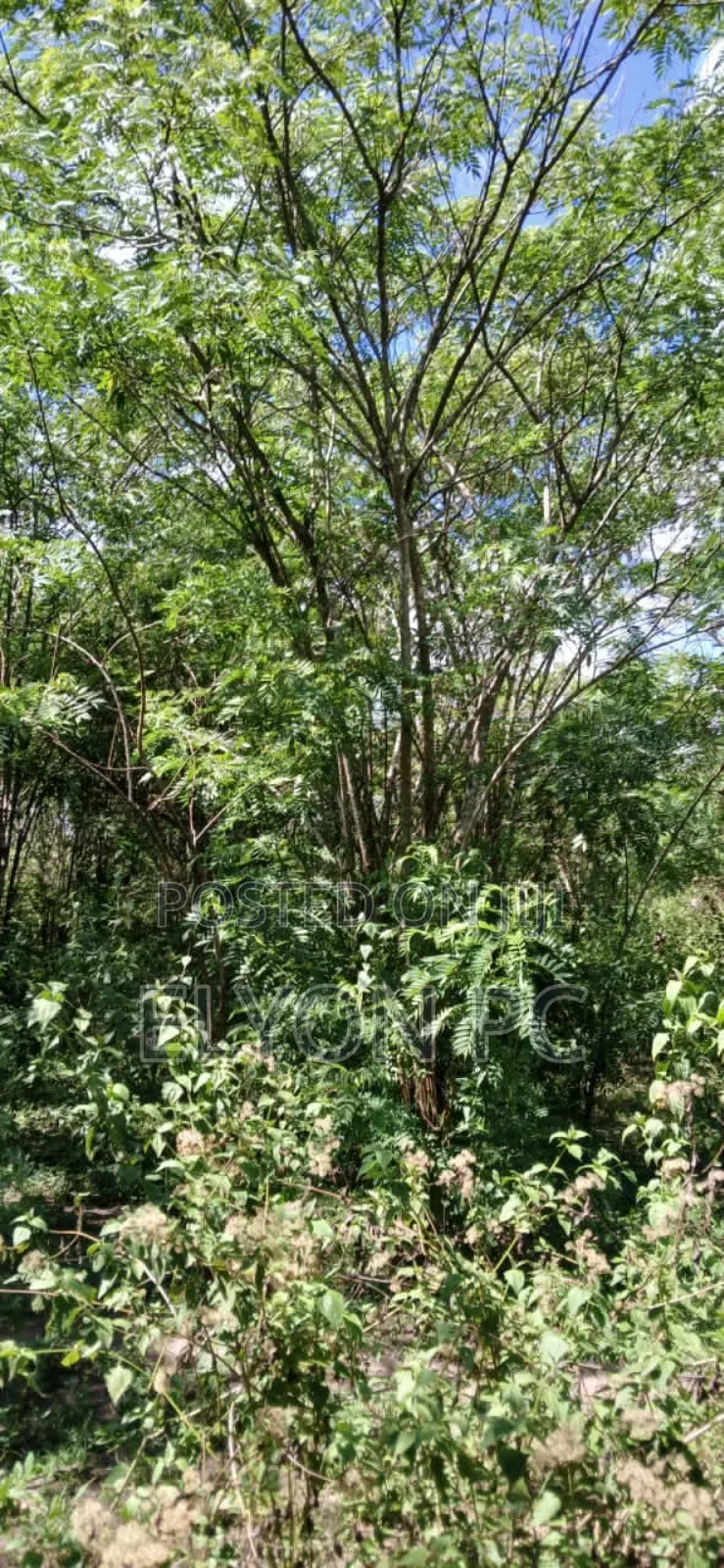 Kyakwanzi 6 Square Mailos on Lease Each Acre at 6m