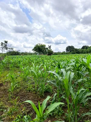 70 Acres Kampeka at 12m Each