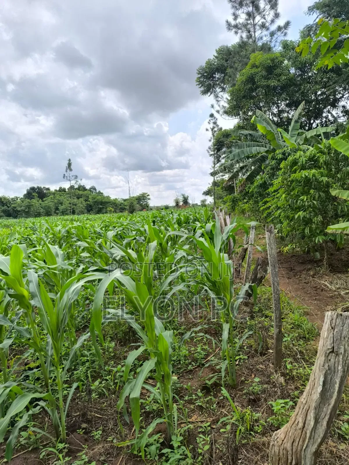 70 Acres Kampeka at 12m Each