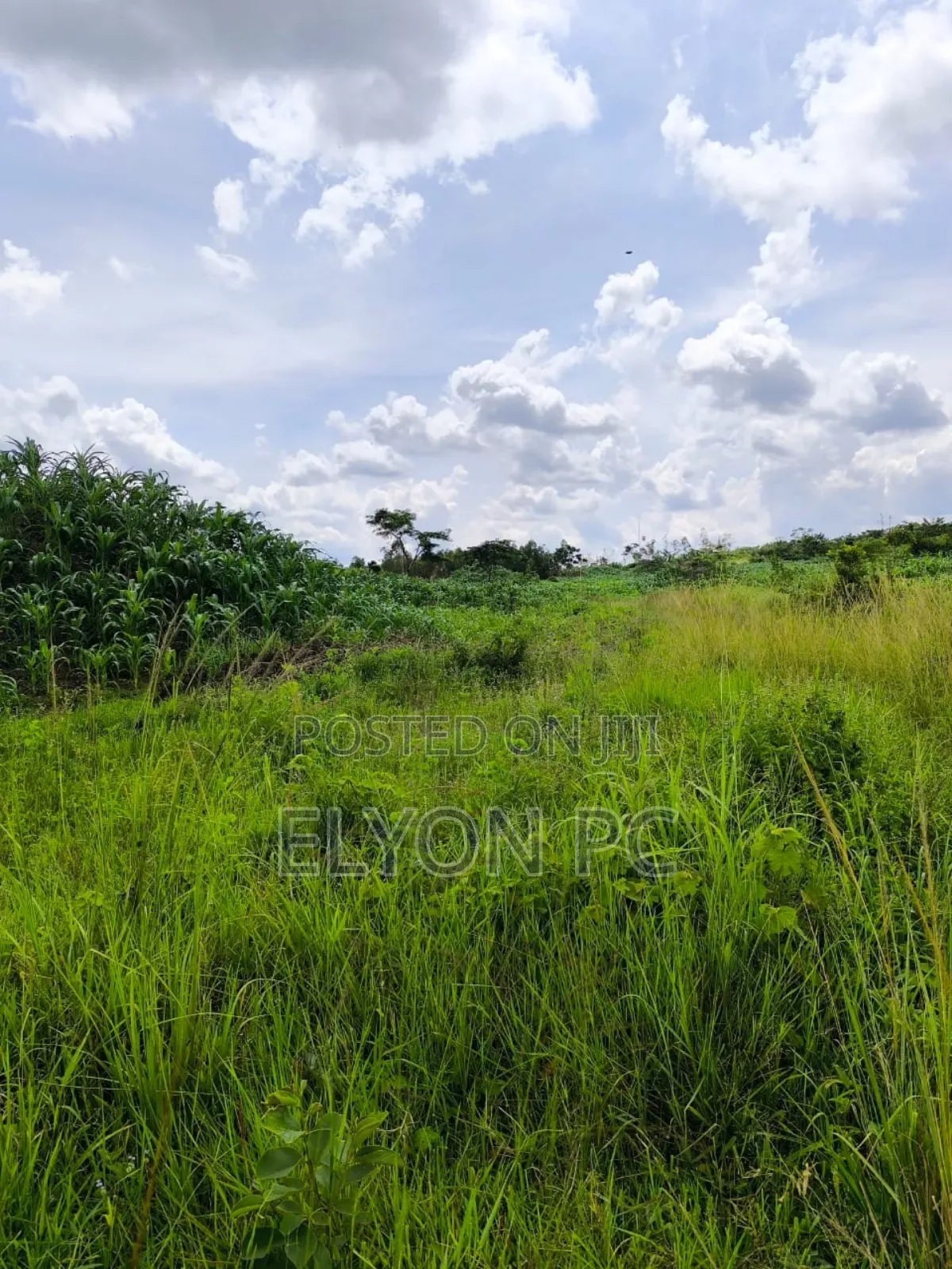 Nakasongola 2 Sq Miles With Milo Land Title at 10m Per Acre