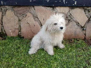 6-12 months Male Purebred Maltese
