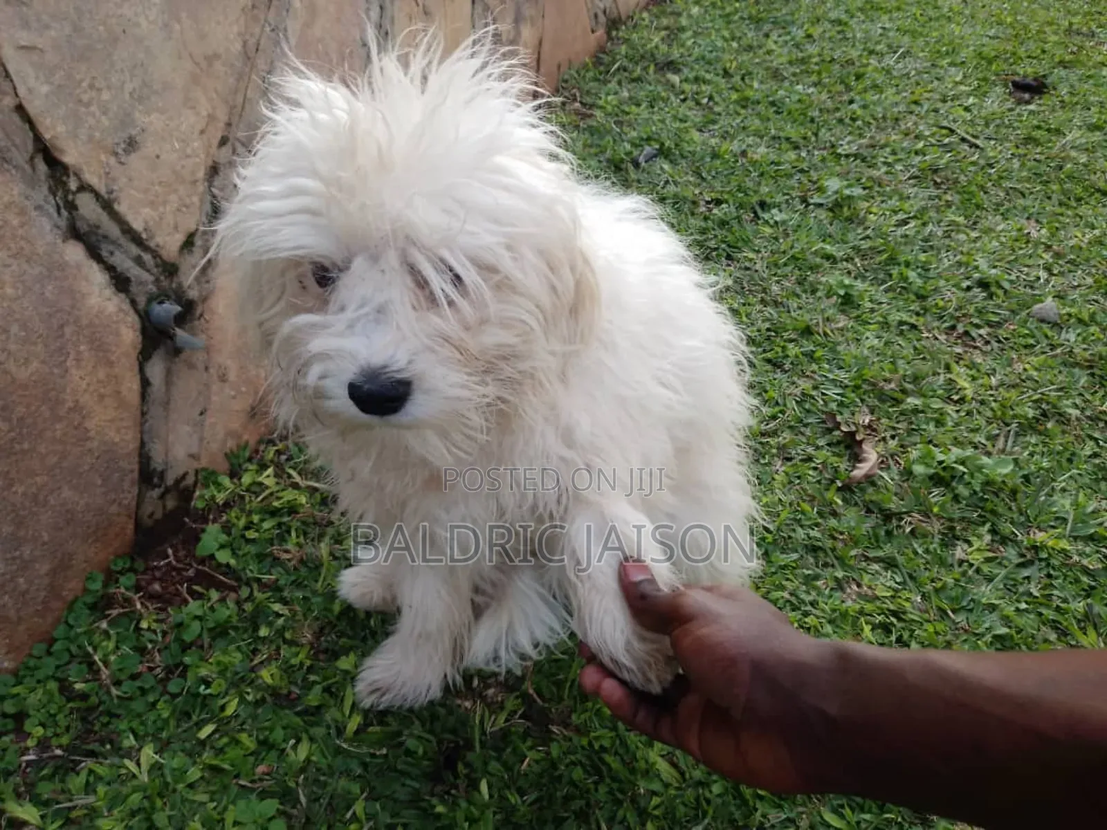 6-12 months Male Purebred Maltese