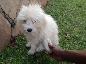 6-12 months Male Purebred Maltese