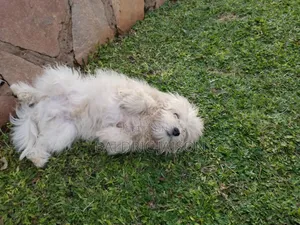 6-12 months Male Purebred Maltese