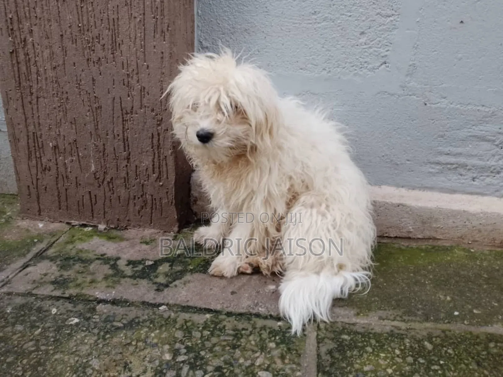 6-12 months Male Purebred Maltese