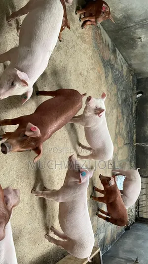 Photo - Both Duroc and P90 Breed