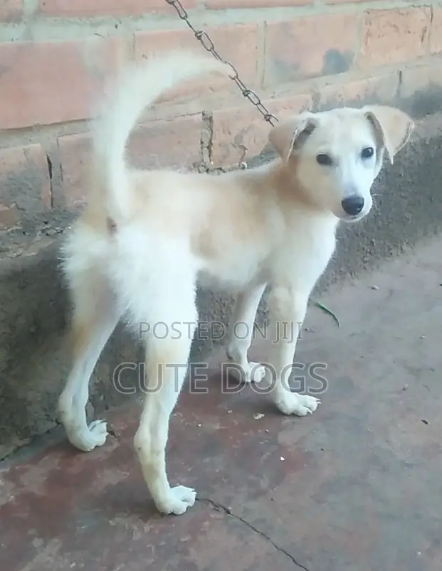 3-6 months Male Mixed Breed Labrador Retriever