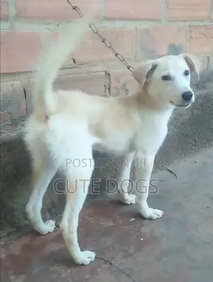 3-6 months Male Mixed Breed Labrador Retriever