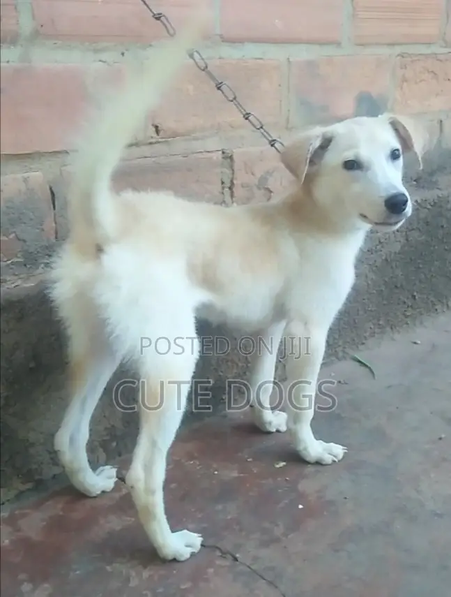 3-6 months Male Mixed Breed Labrador Retriever