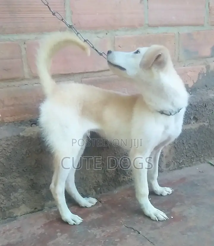 3-6 months Male Mixed Breed Labrador Retriever