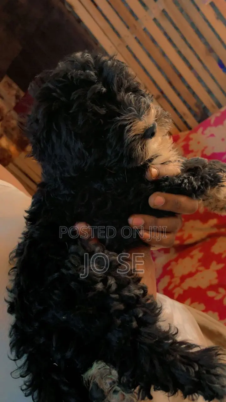 3-6 months Male Purebred Maltese