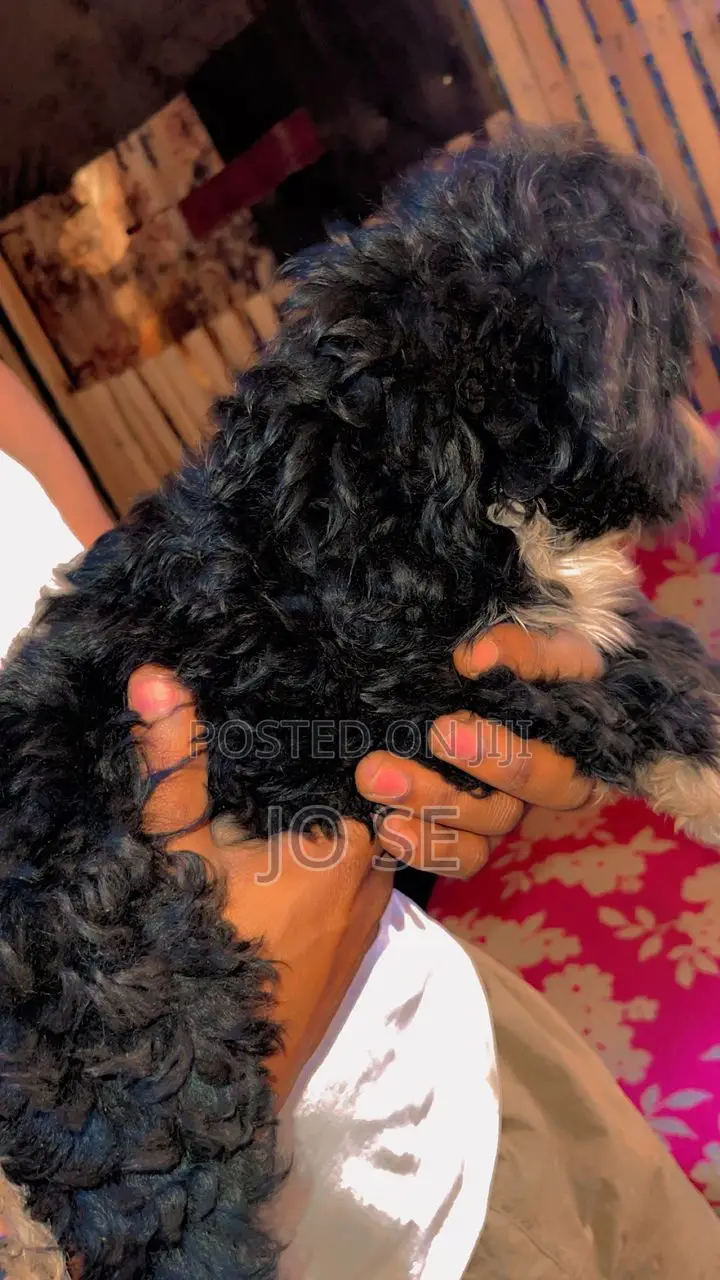 3-6 months Male Purebred Maltese