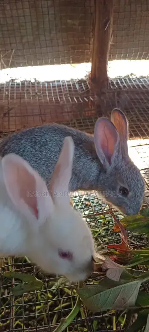 Best Quality Rabbits in Munyonyo at Affordable Prices