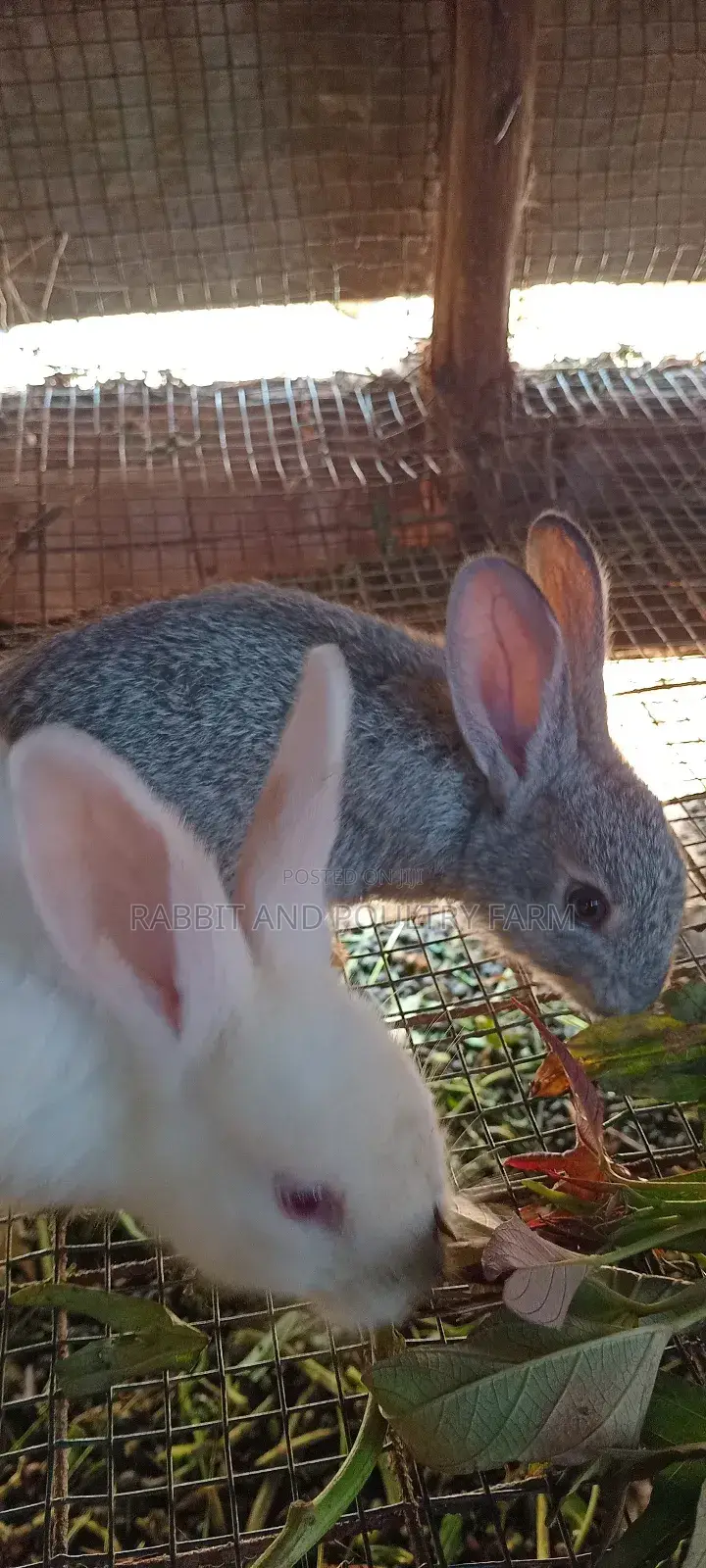 Best Quality Rabbits in Munyonyo at Affordable Prices