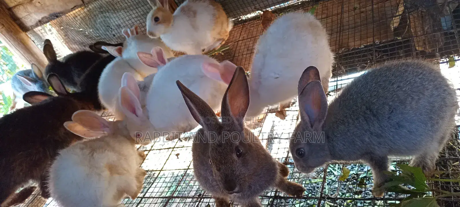 Best Quality Rabbits in Munyonyo at Affordable Prices