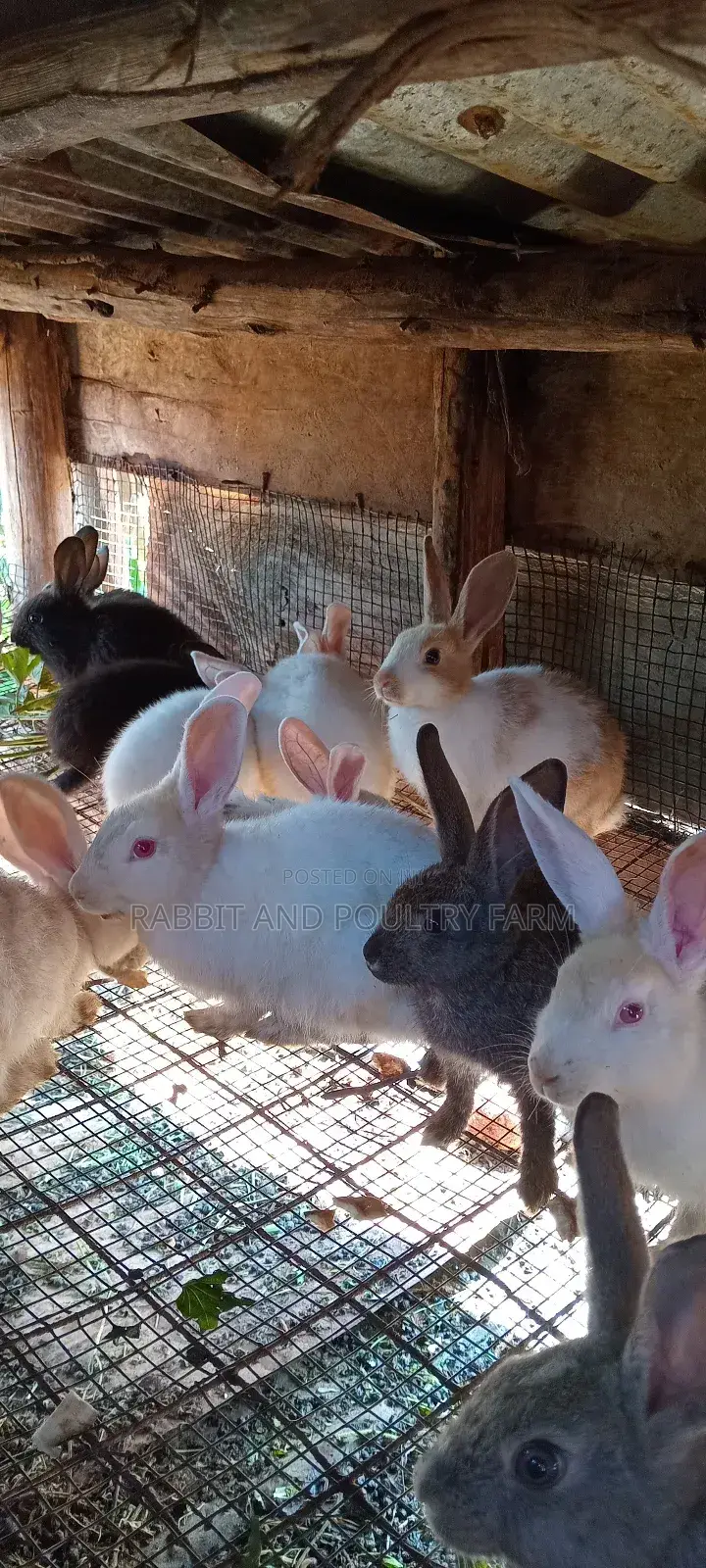 Best Quality Rabbits in Munyonyo at Affordable Prices