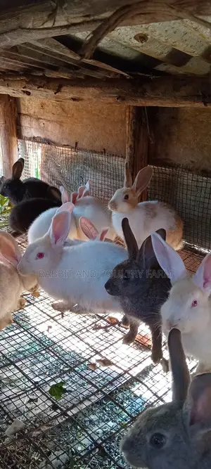 Best Quality Rabbits in Munyonyo at Affordable Prices