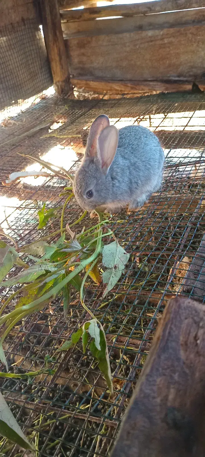 Best Quality Rabbits in Munyonyo at Affordable Prices